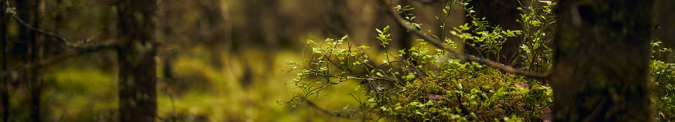 Forest, moss, twigs