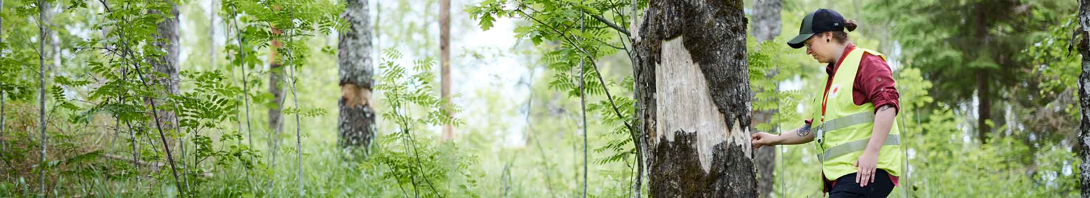 woman in forest