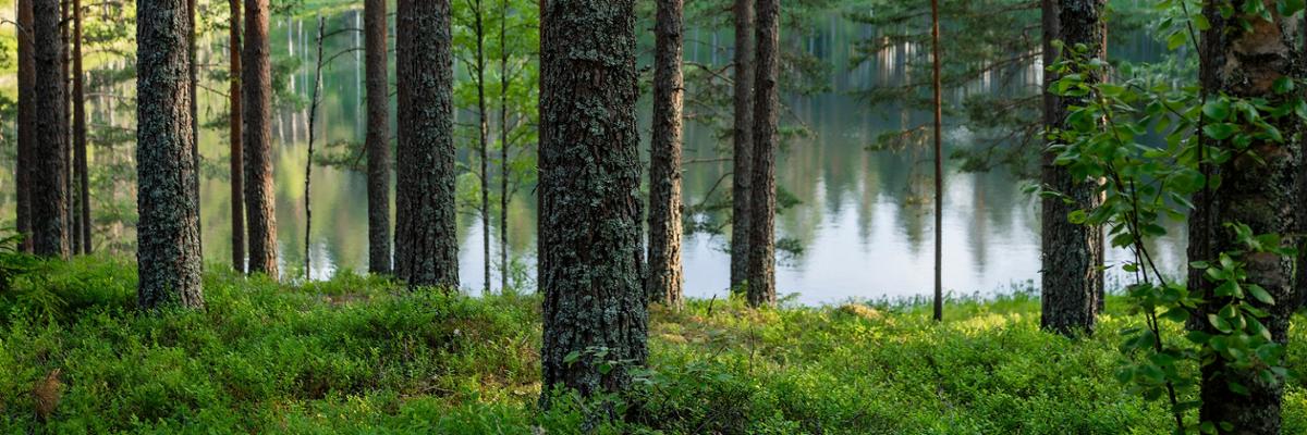 Forest by the lake