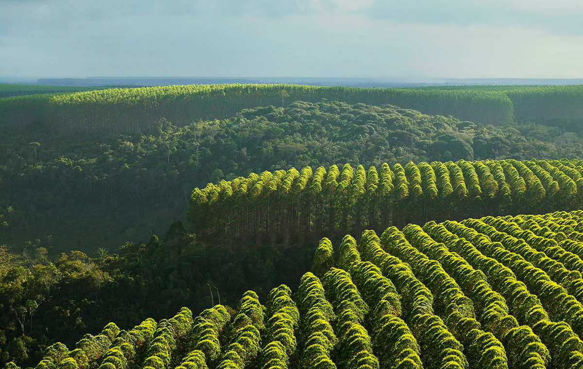 Листопадные леса в Бразилии