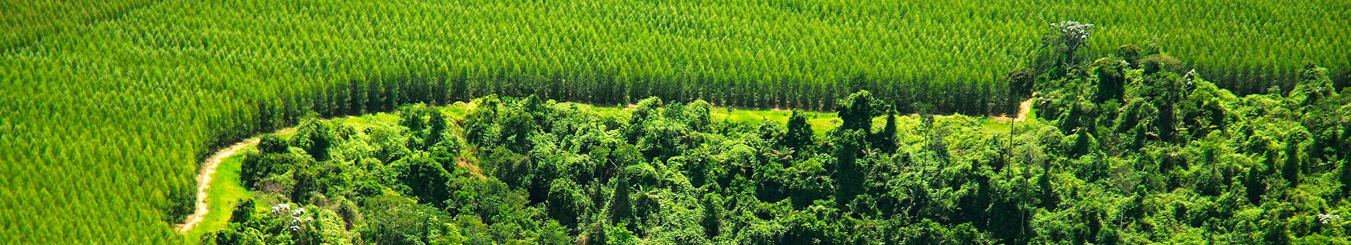 plantation, biotope