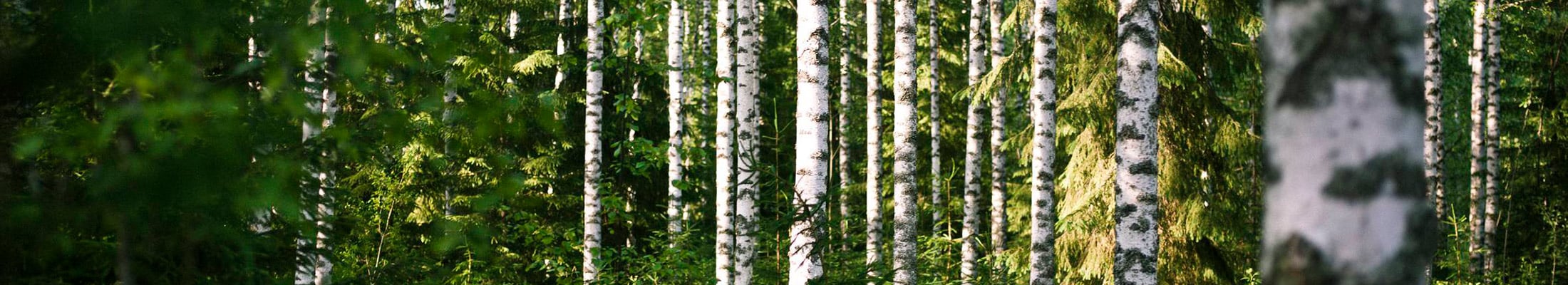 Birch forest