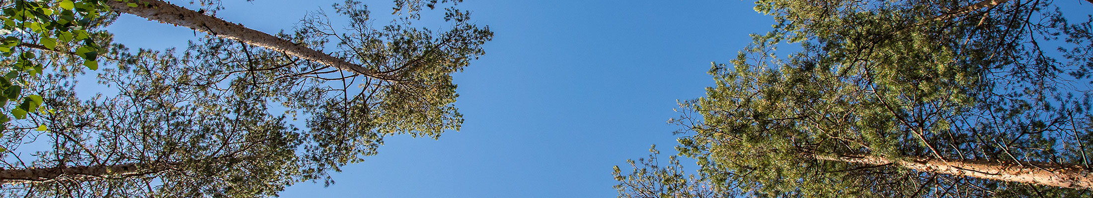 forest and sky