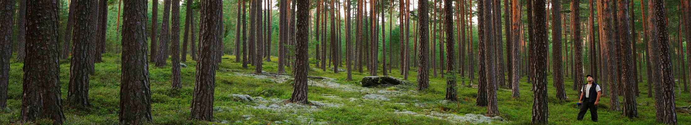 forest-pine-person-2200x400